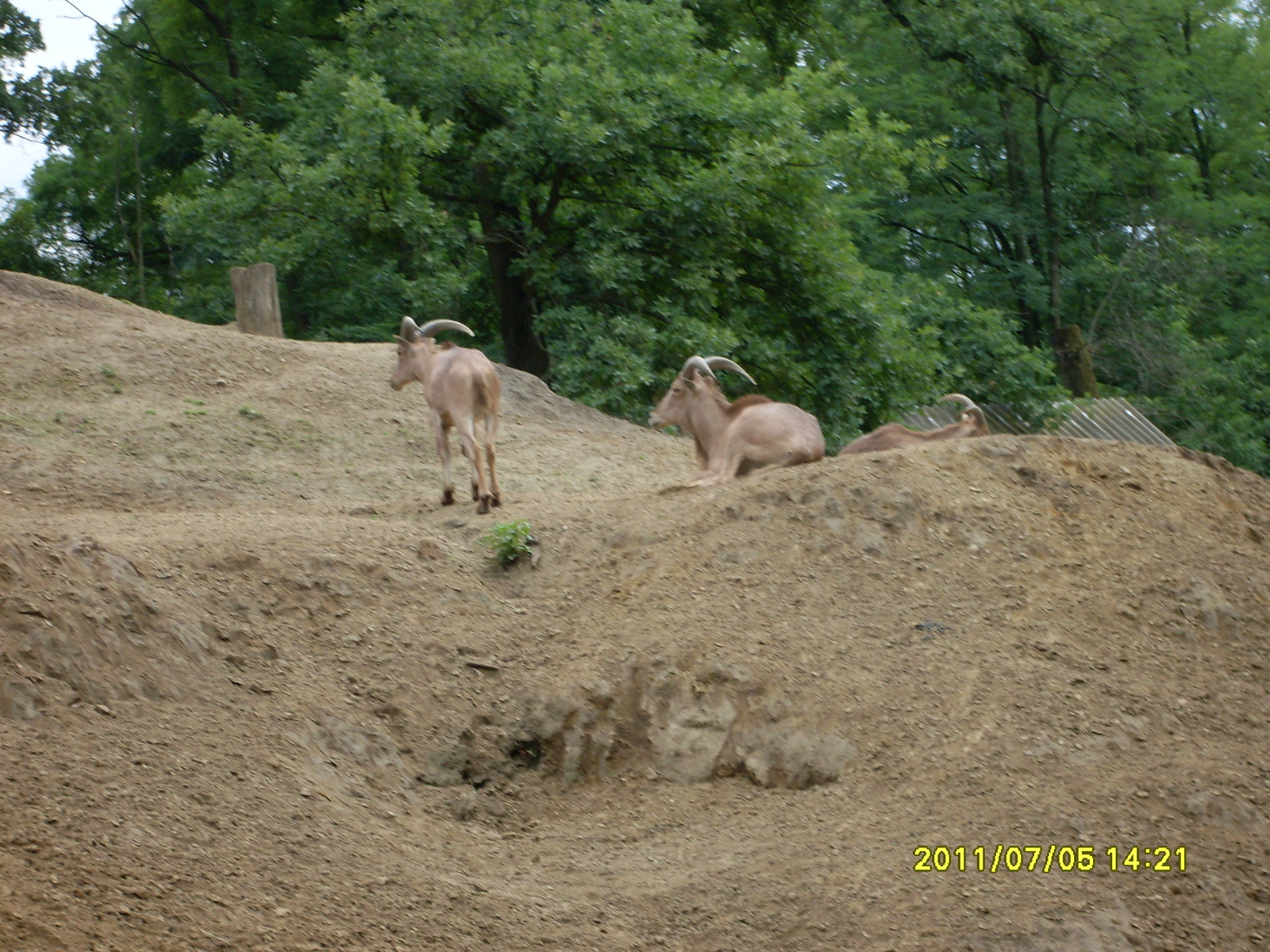 2011 jul 05 Nyiregyházi Vadaspark 410