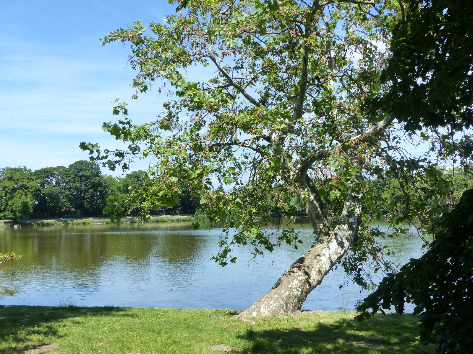 Tata, az Angol park, Cseke tó, SzG3