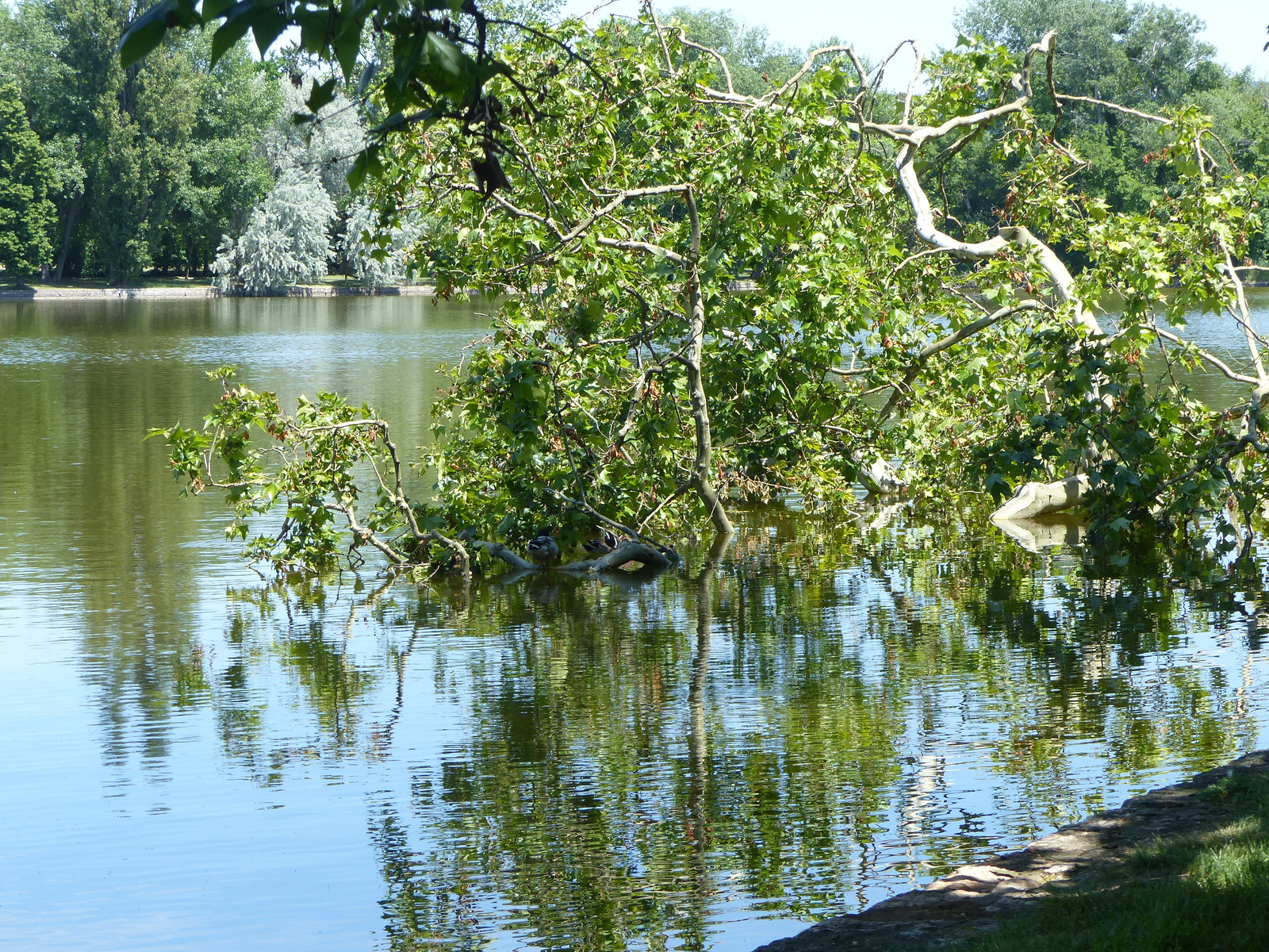 Tata, az Angol park, Cseke tó, SzG3