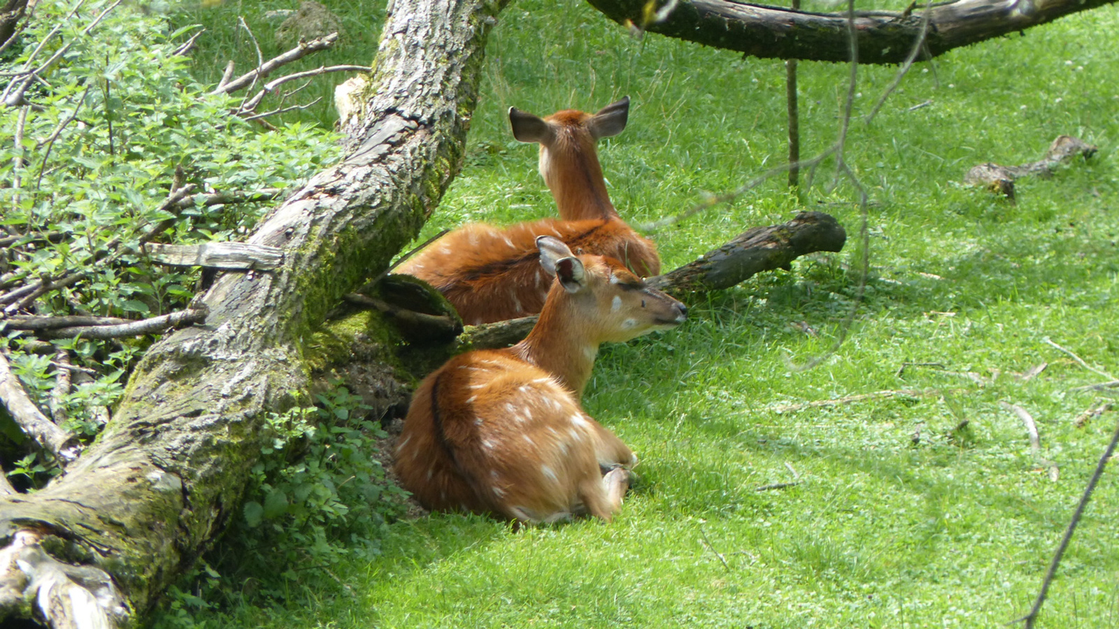Salzburg, Hellbrunn, állatkert (zoo), SzG3
