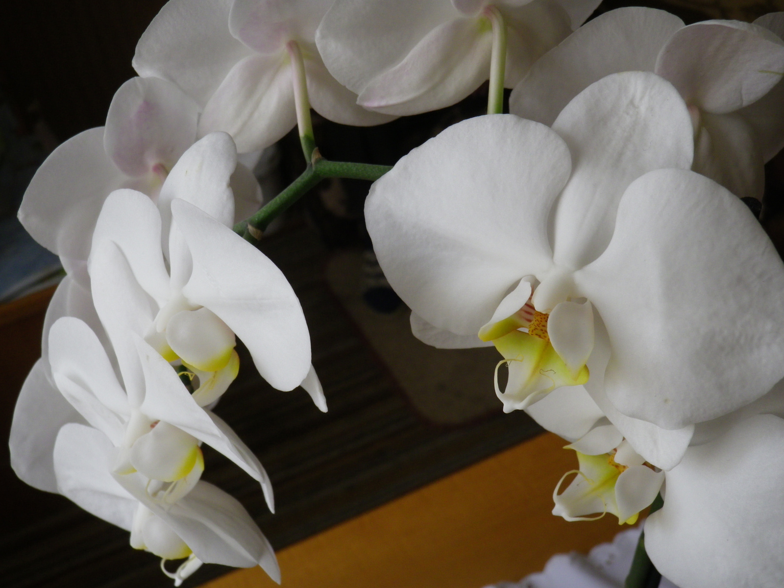 bohém orchidea