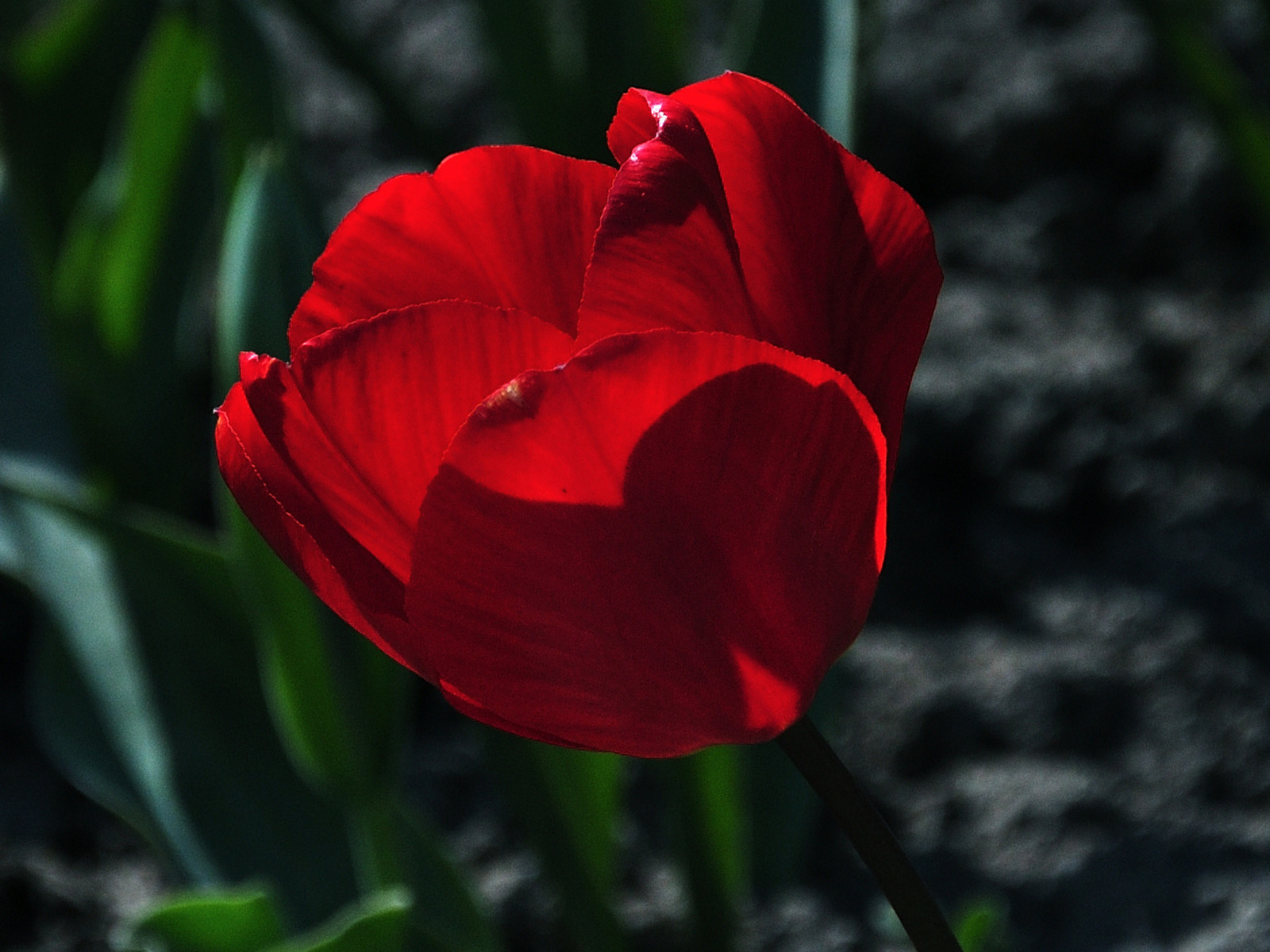 Piros tulipán: a tavasz hírnöke