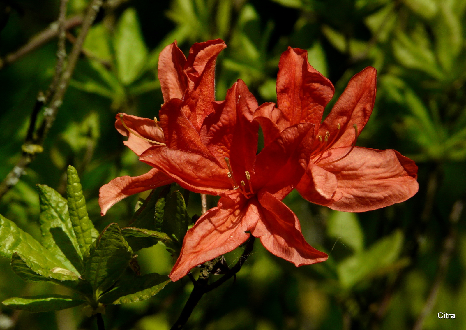 Rhododendron 2014