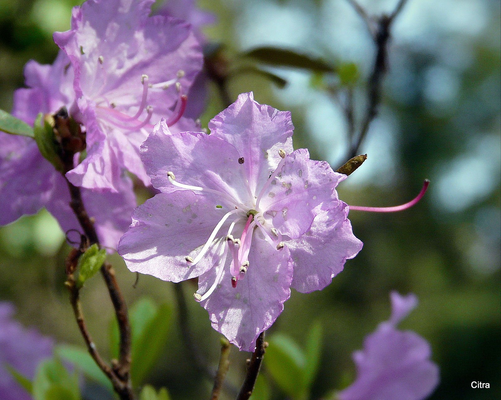 Rhododendron 17