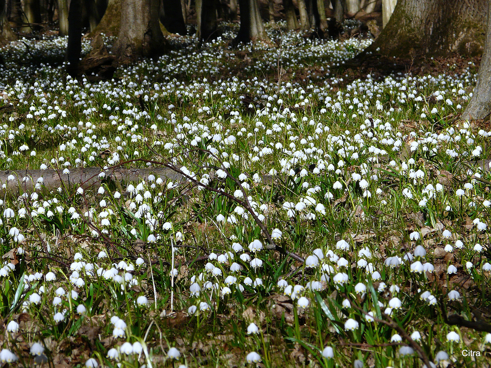 Tavaszi tőzike (Dobogó-erdő)