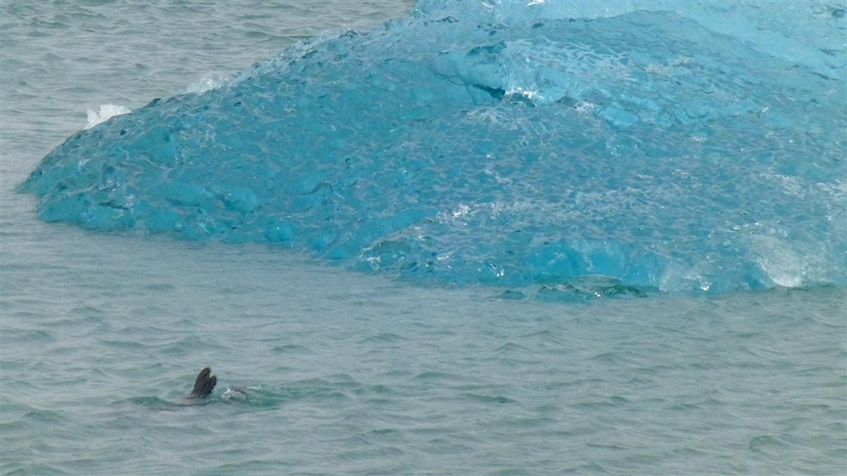 Jökulsárlóni fóka