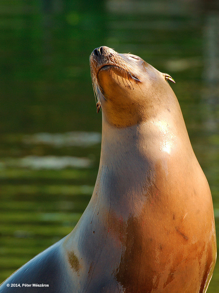 Dolfinarium 7036