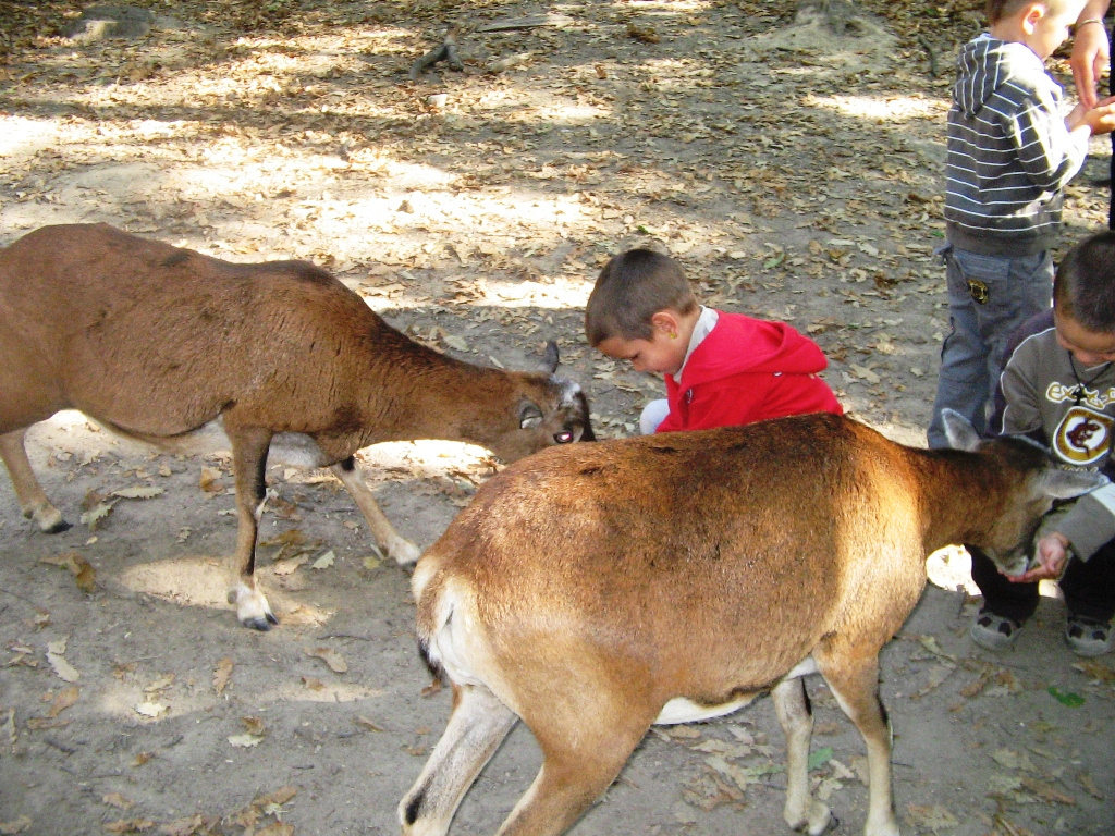 Budakeszi Vadaspark 027