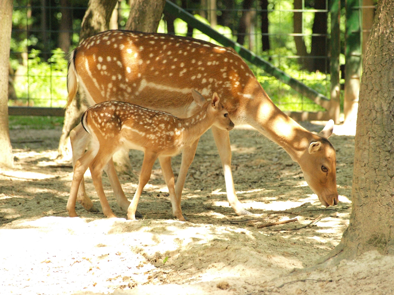 Bambi és a Mamája