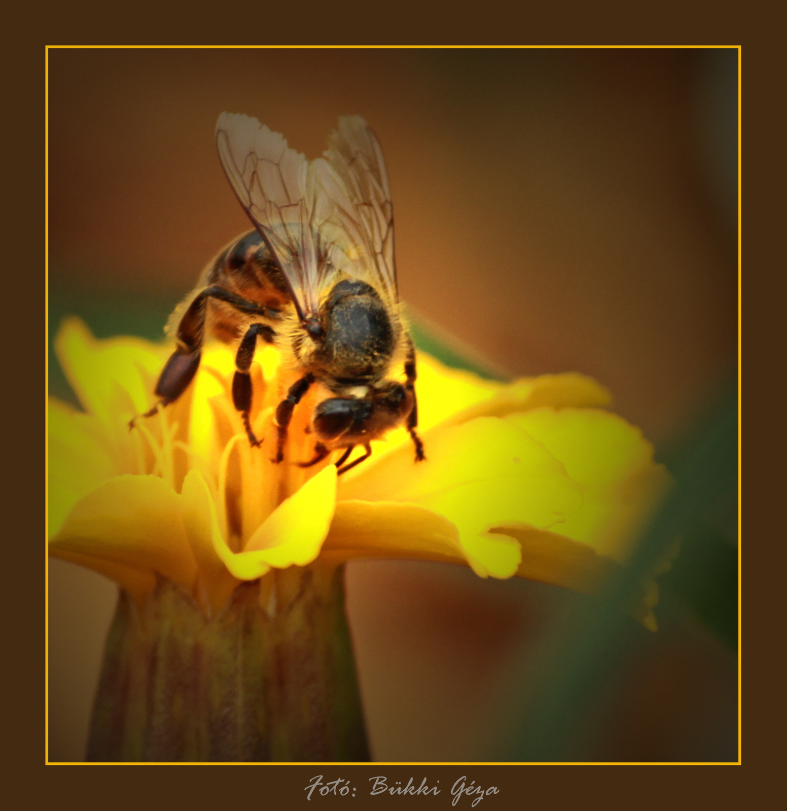 Méhecske és virág