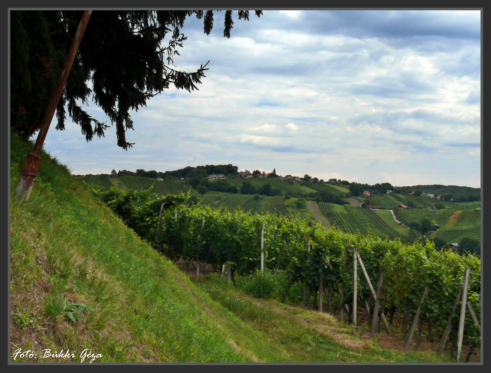 Lendva, szőlőhegy