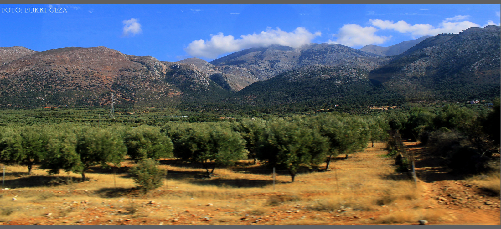 Olíva ültetvény