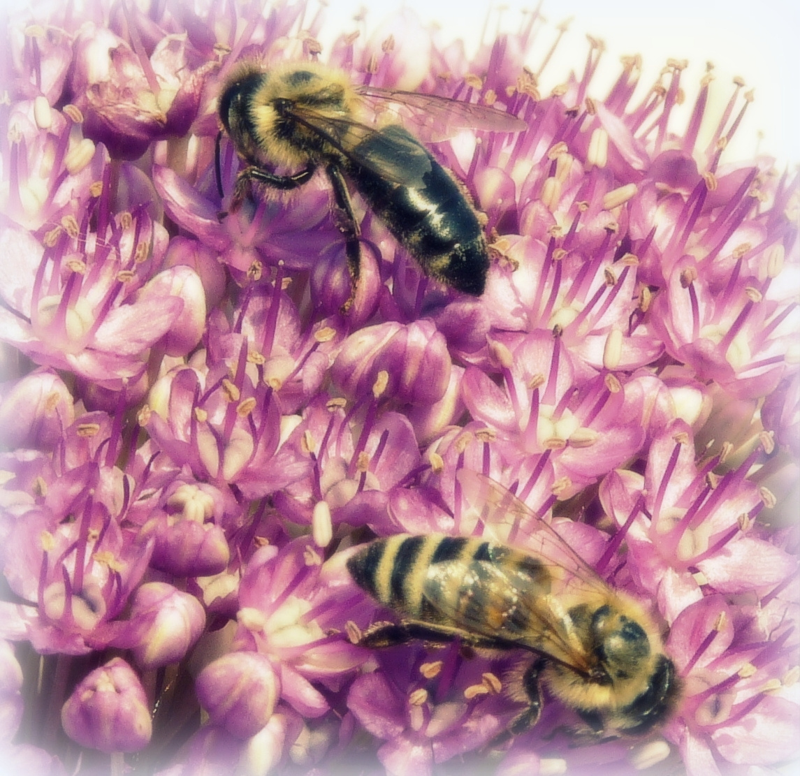 Sok kis méh, kis helyen is elfér...