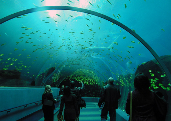 Atl-GA-Aquarium-tunnel