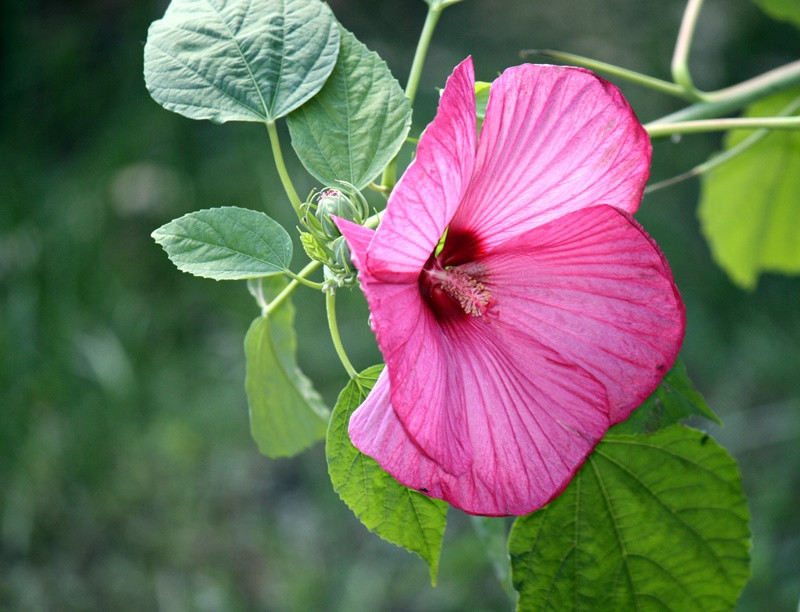 Mocsári hibiszkusz