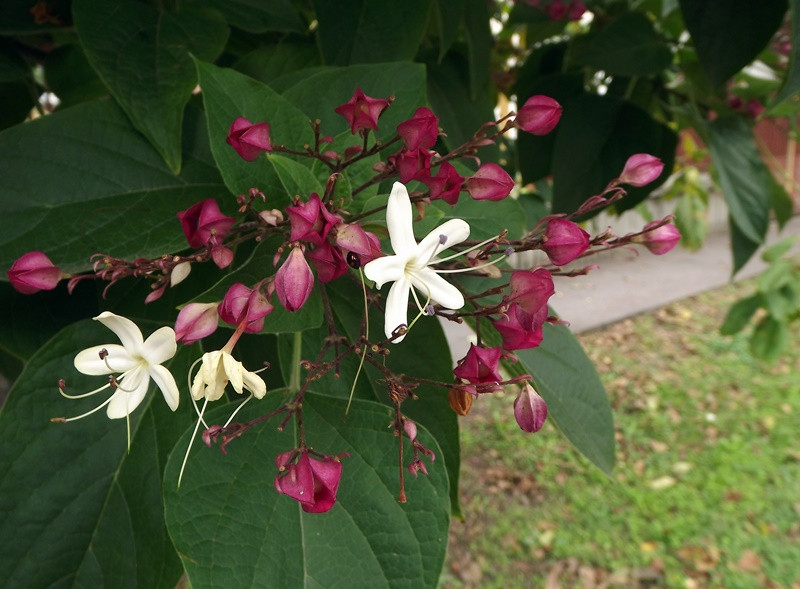 Clerodendron trichotómum