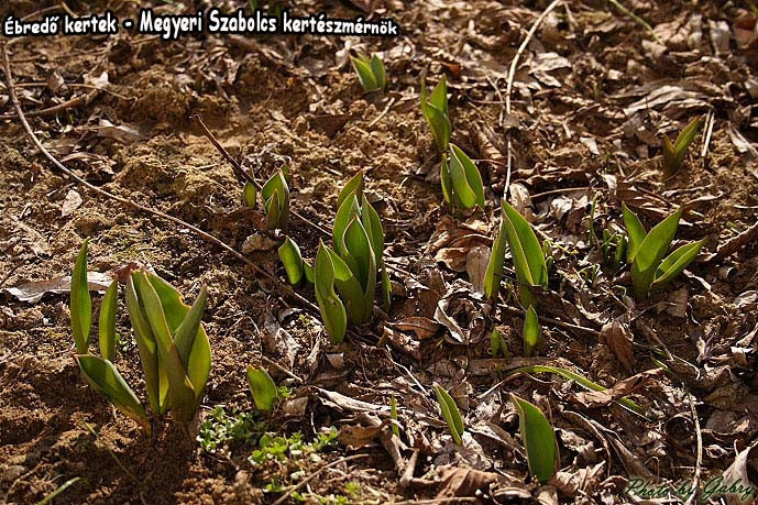 Ébredő kertek - Megyeri Szabolcs kertészmérnök -Tulipán..