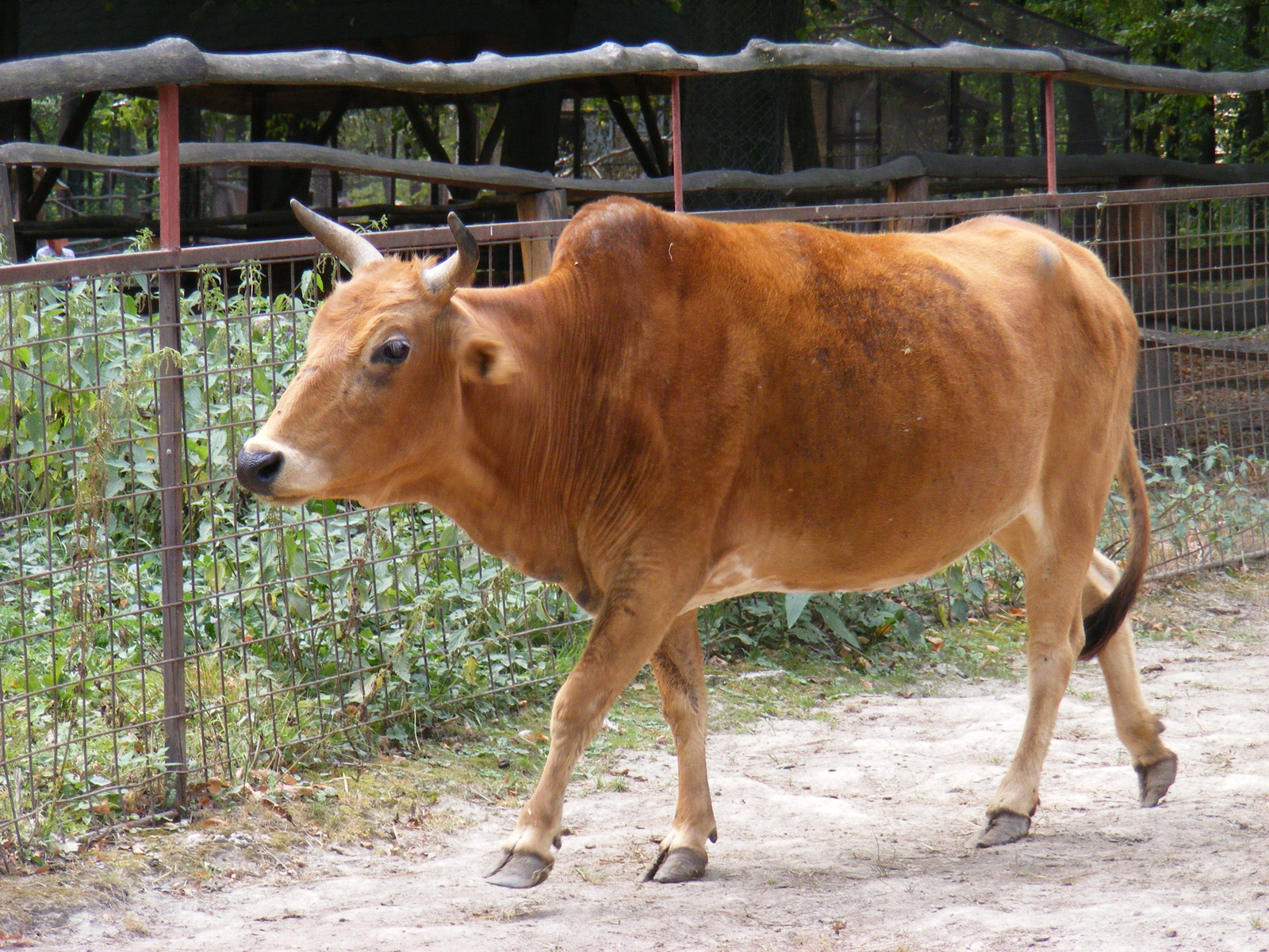 Zebu