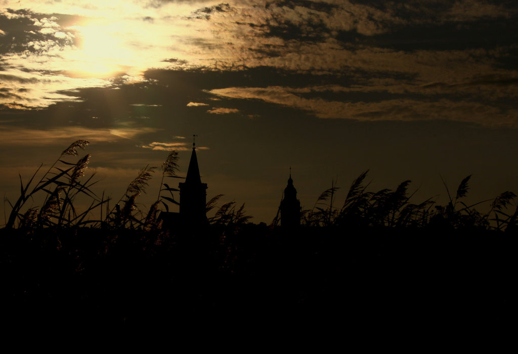 reed in sunset