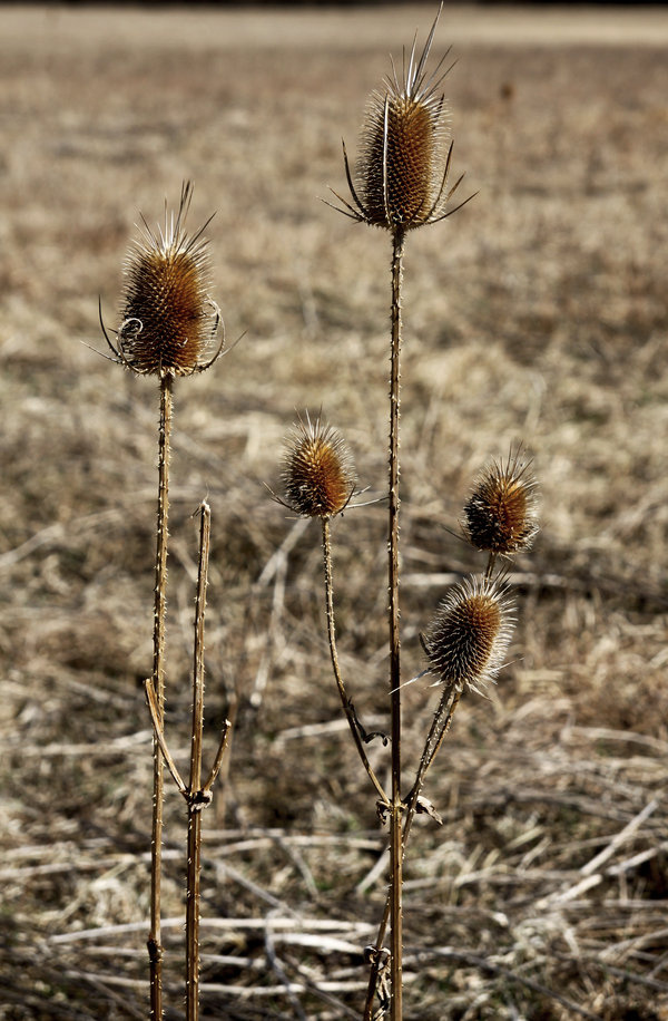 last dry stalk