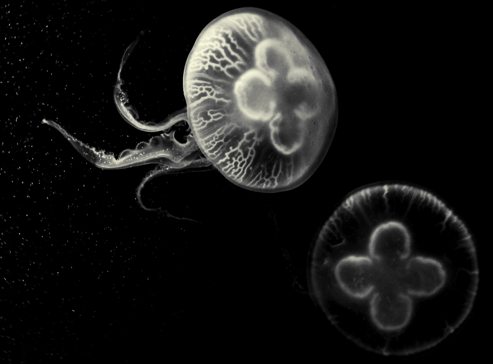 medusa re