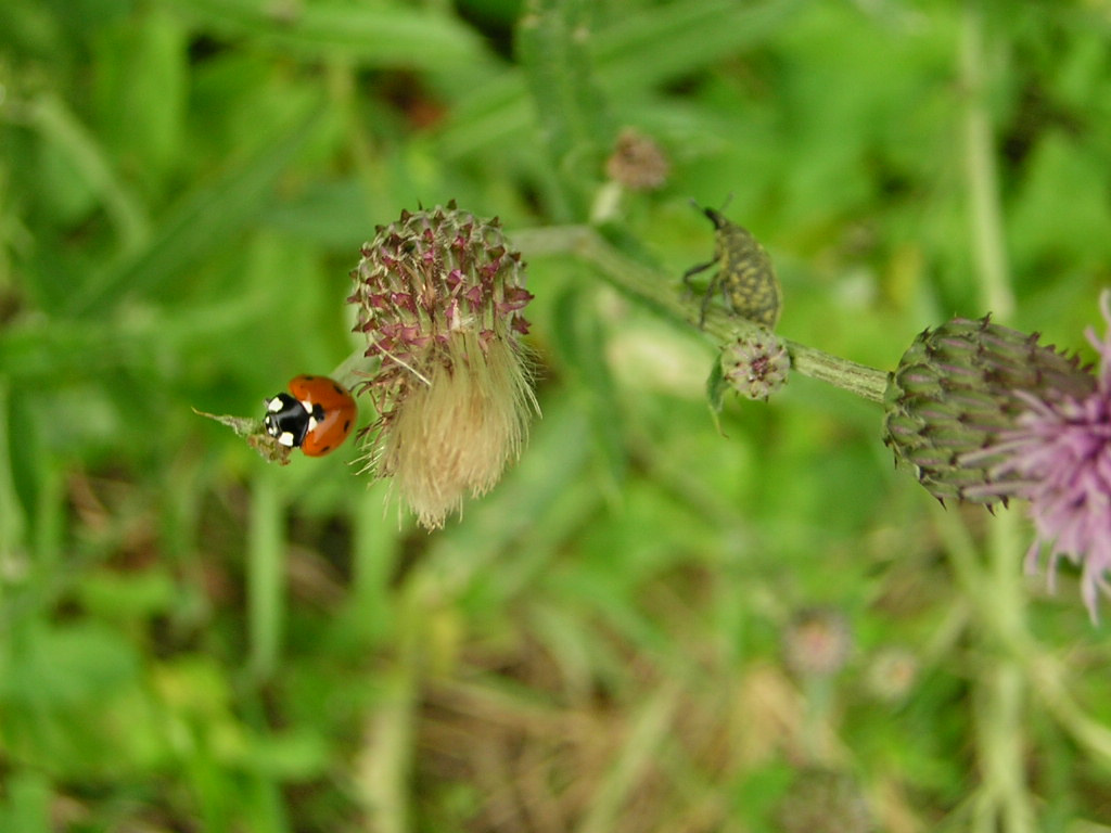 little ladybird