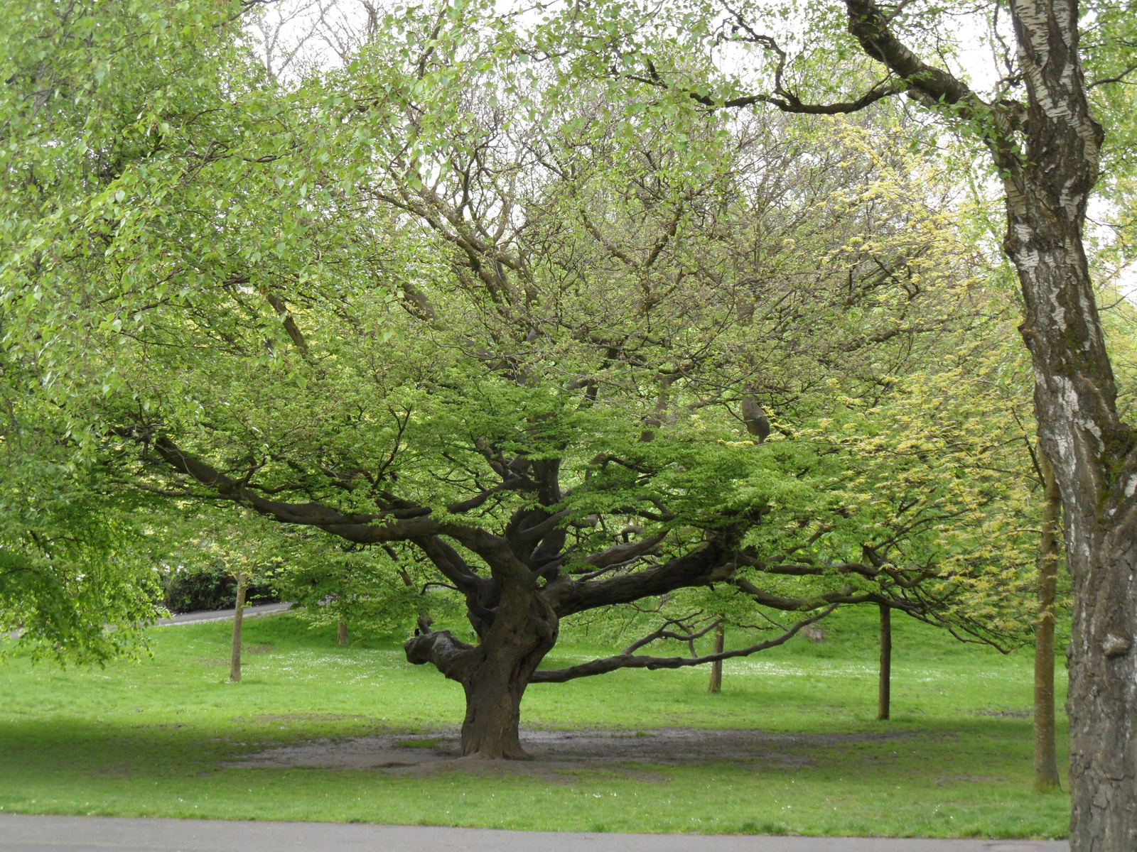 A Kelvingrove park csodái