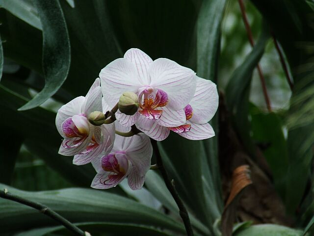 Orchidea 2.