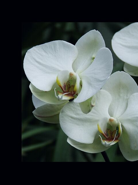 Orchidea 3.