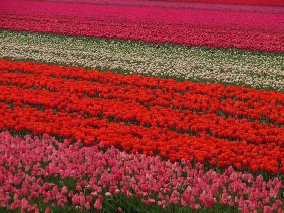 Keukenhof 2010.04.30 371