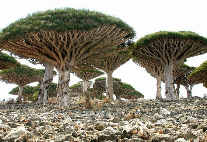 Socotra2.