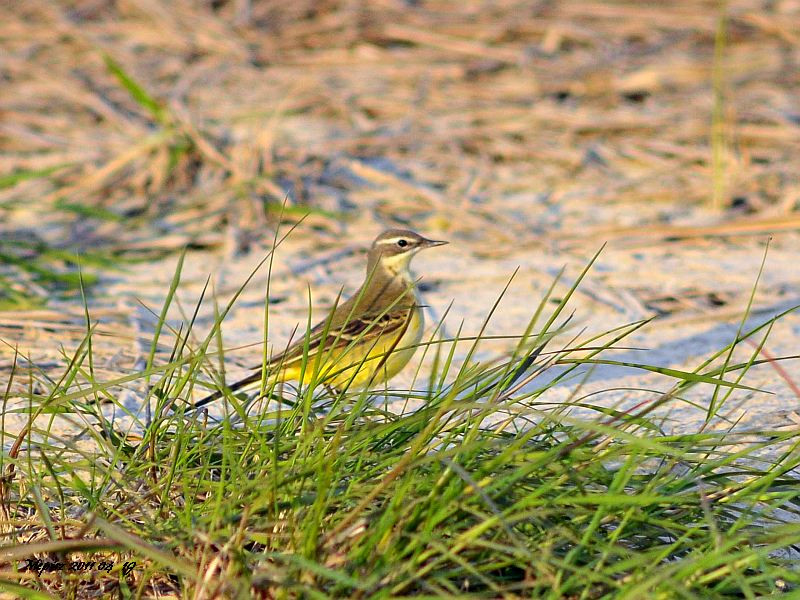 DSC 2476 d300 sárgabillegtető tojó