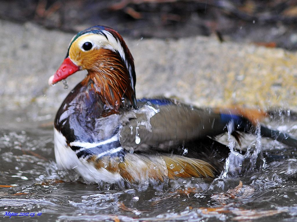 DSC1561 d300 mandarin gácsér fürd