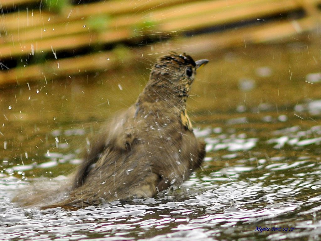 DSC2597 d300 énekesrigó