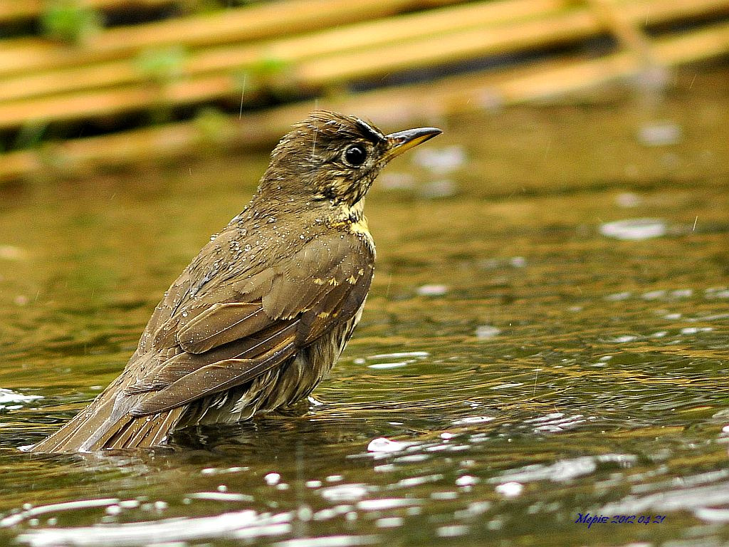 DSC2598 d300 énekesrigó xyxyxyx