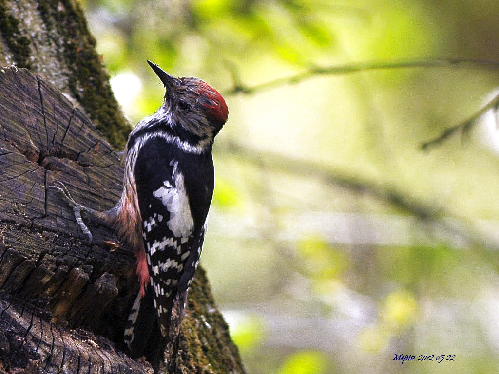 DSC 4170 d300 közép fakopáncs wwwwww