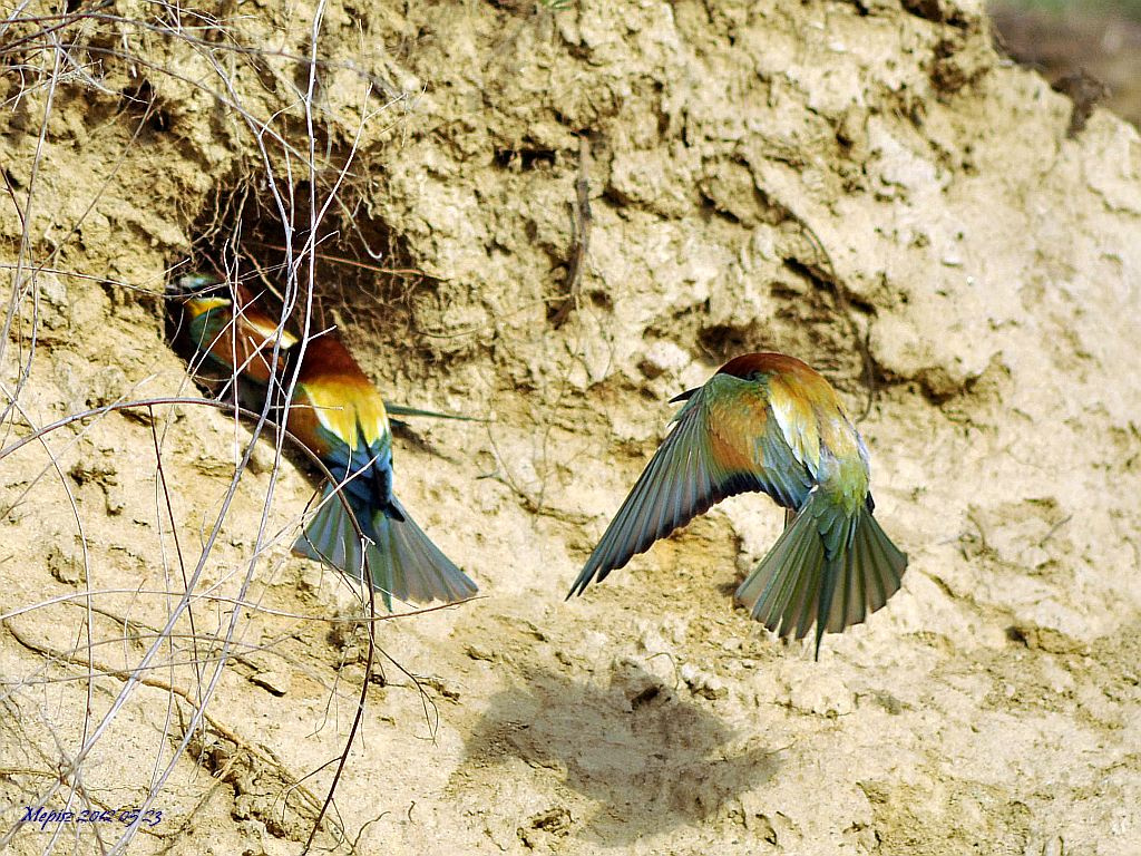 DSC0084 d90 gyurgyalagok verekedés