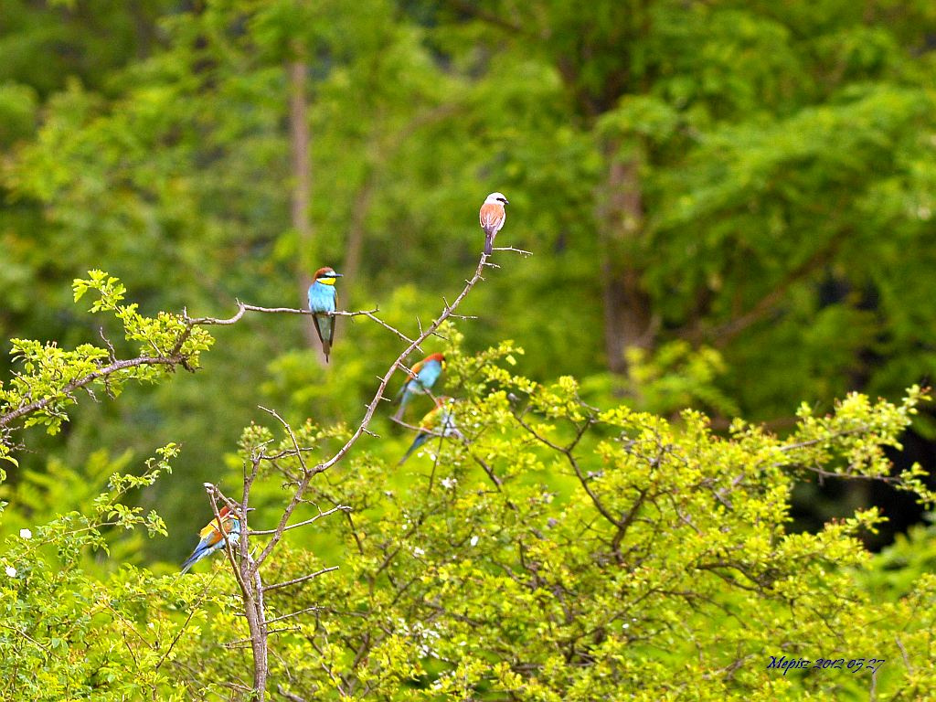 DSC 4364 d300 gyurgyalagok