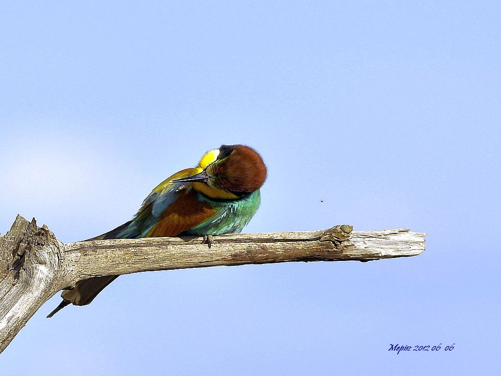 DSC3958 d90 gyurgyalag xxxx 3