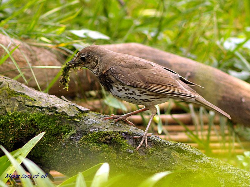 DSC 4884 d300 énekesrigó