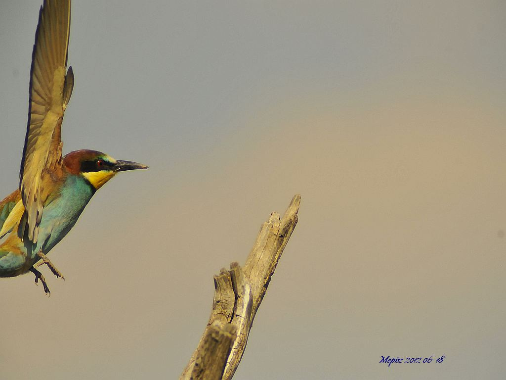 DSC5199 d300 gyurgyalag