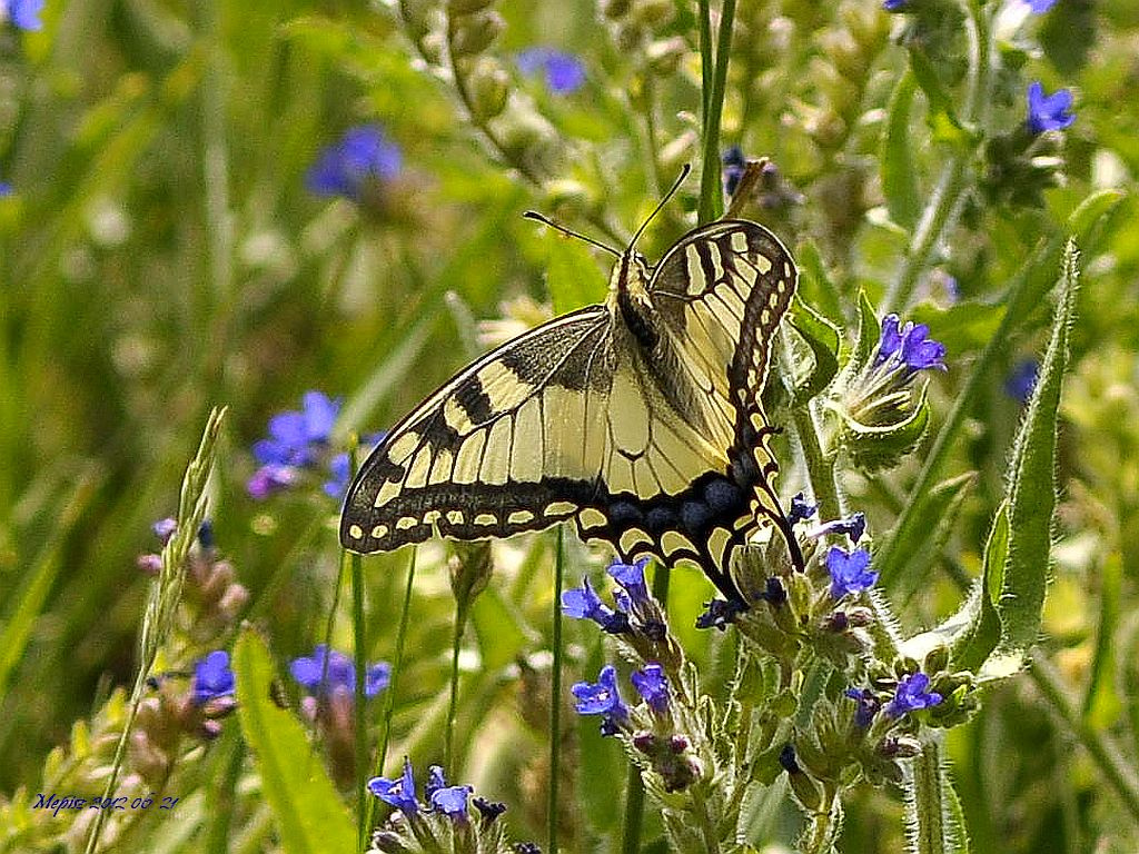 DSC4577 d90 fecskefarkúlepke xxx