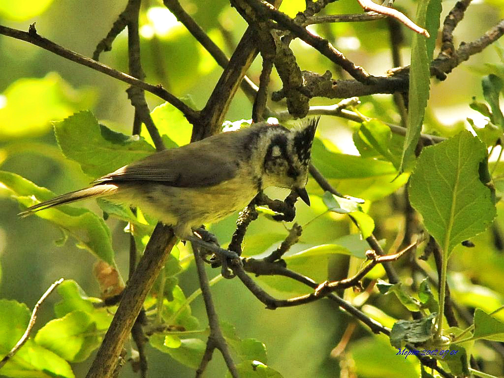 DSC5578 d300 búbos cinege