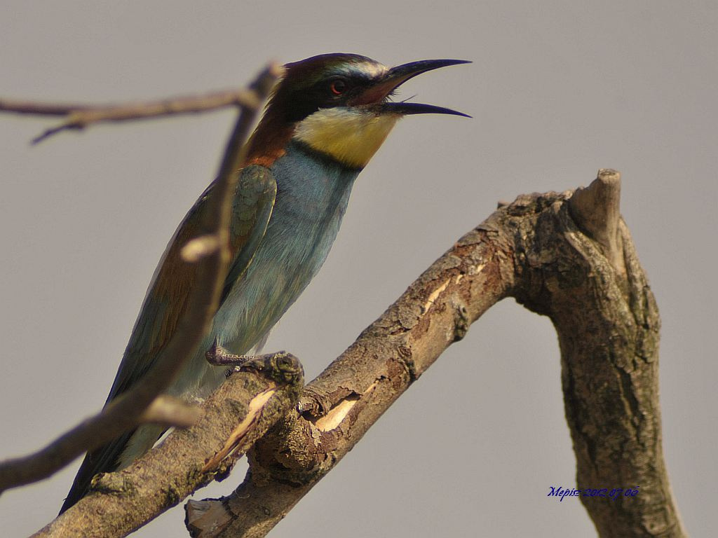 DSC5805 d300 gyurgyalag