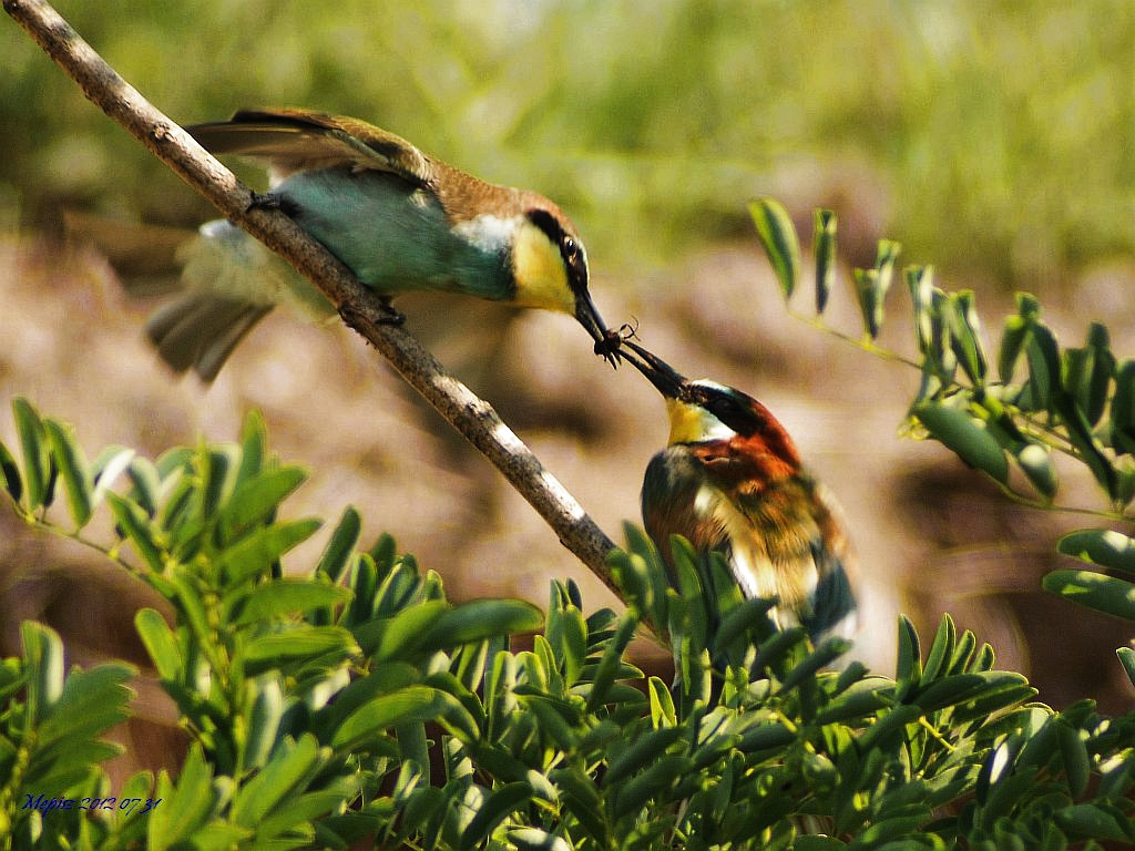 DSC 6758 d300 gyurgyalag etet