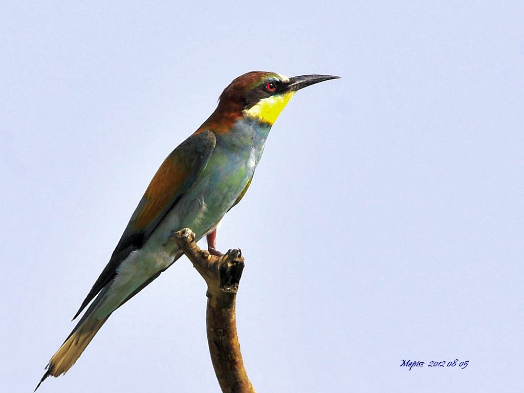 DSC7022 d300 gyurgyalag sssssss