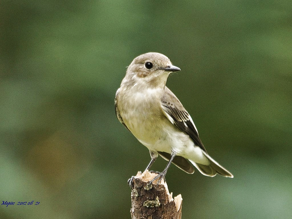 DSC 5900 d90 örvös légykapó tojó