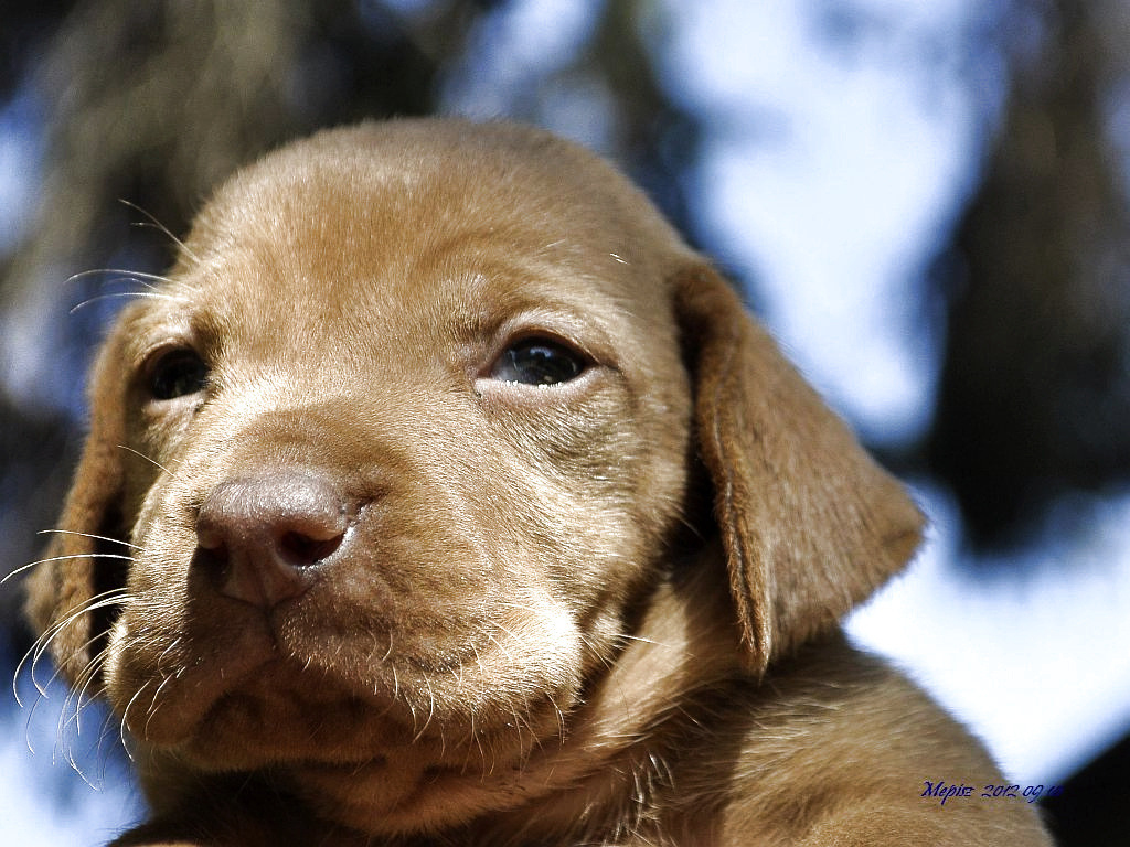 DSC6562 d90 vizsla portré xxxx