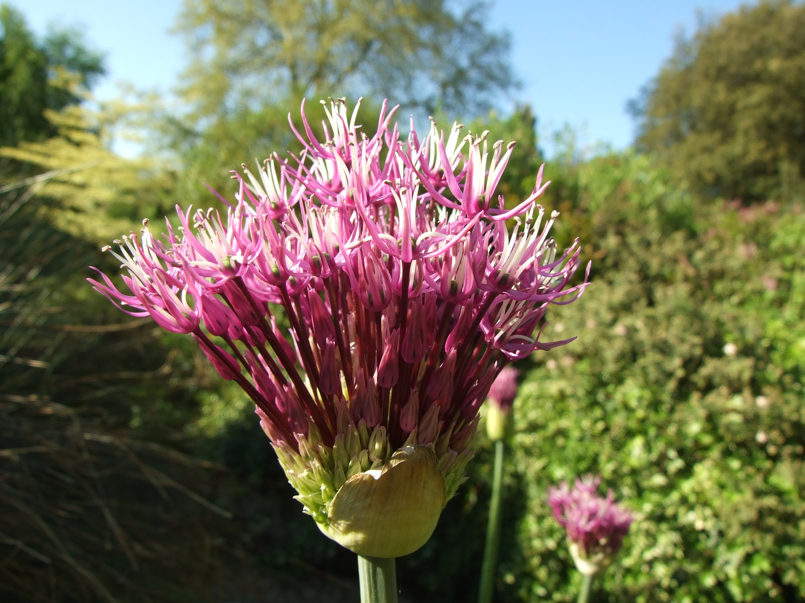 Queen Mary's Garden 2009 (1)