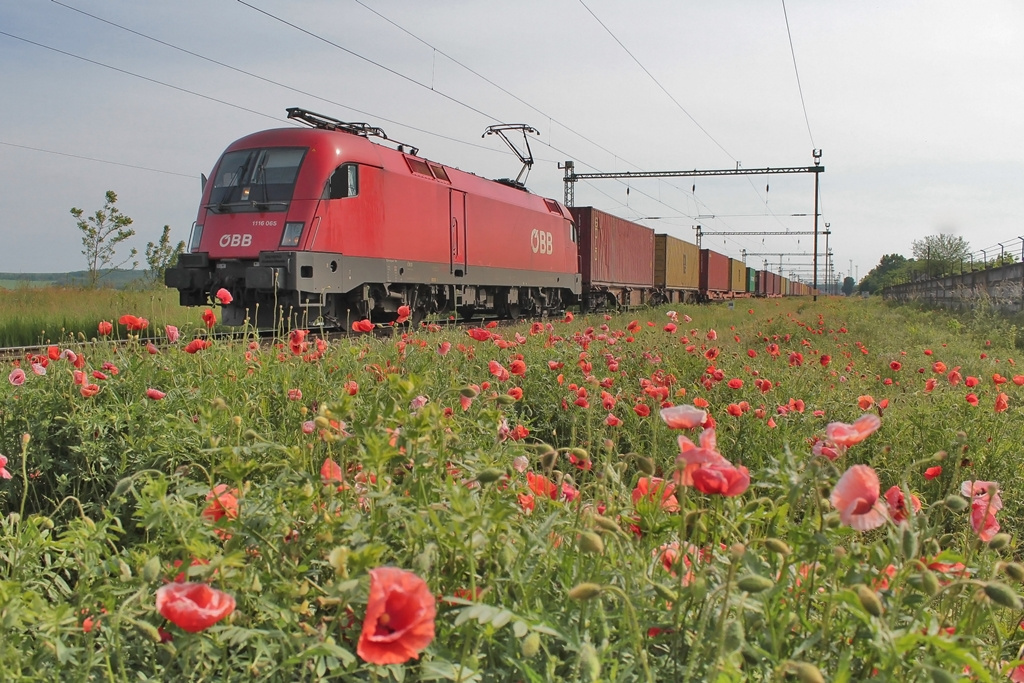 1116 065 Dombóvár (2016.05.27).